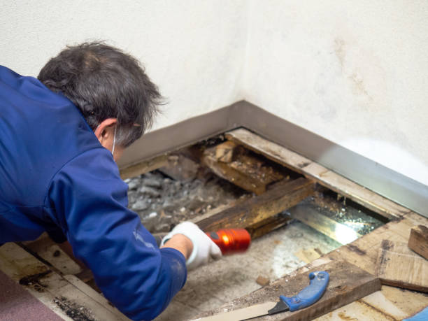 Best Home Mold Removal  in Otsego, MI