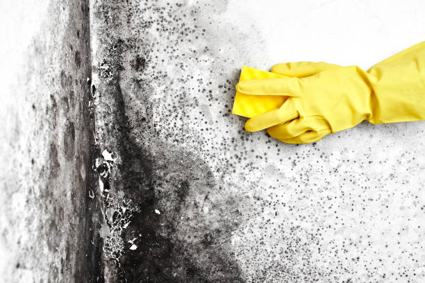 Best Mold Cleaning Services  in Otsego, MI