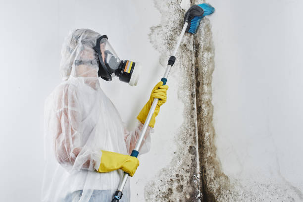 Best Emergency Mold Removal  in Otsego, MI