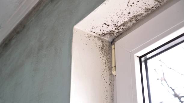 Best Crawl Space Mold Removal  in Otsego, MI