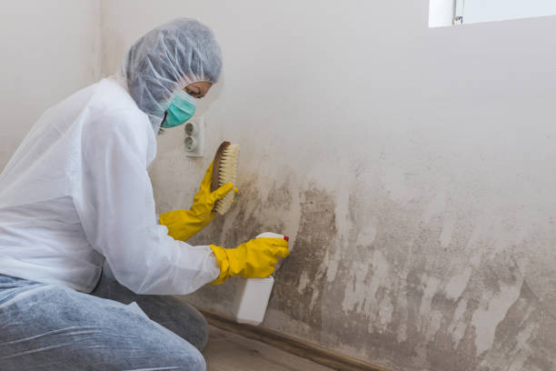 Best Certified Mold Removal  in Otsego, MI
