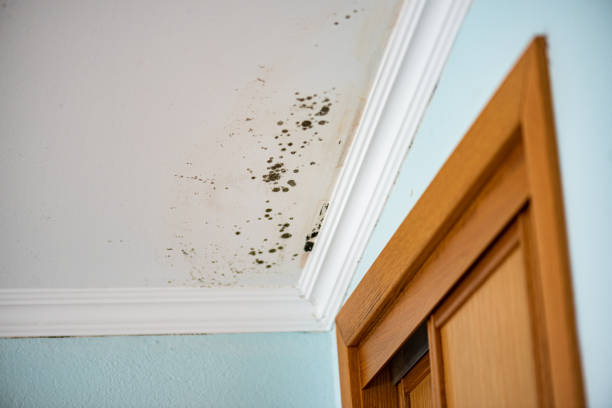Best Black Mold Removal  in Otsego, MI