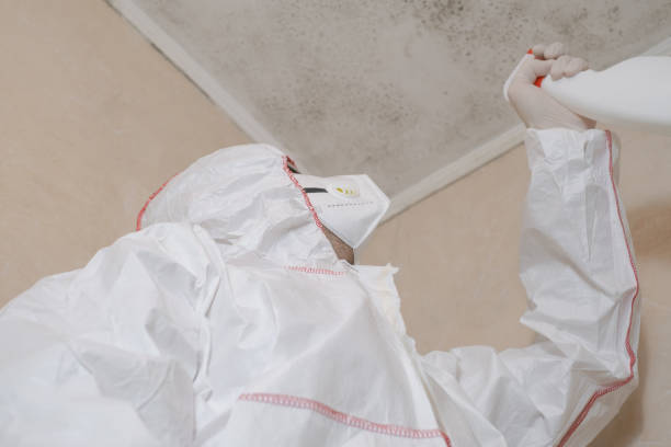 Best Mold Removal Near Me  in Otsego, MI