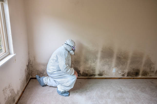 Best Local Mold Removal Service  in Otsego, MI