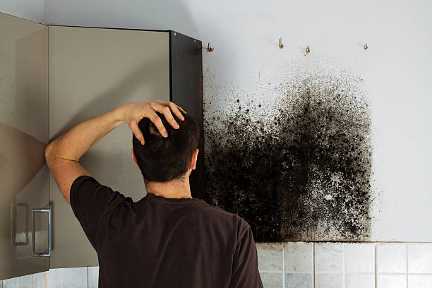 Certified Mold Removal in Otsego, MI