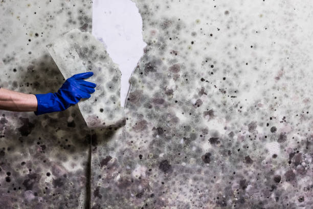 Best Office Mold Removal Services  in Otsego, MI