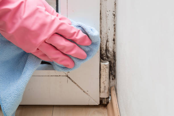 Best Mold Damage Repair  in Otsego, MI