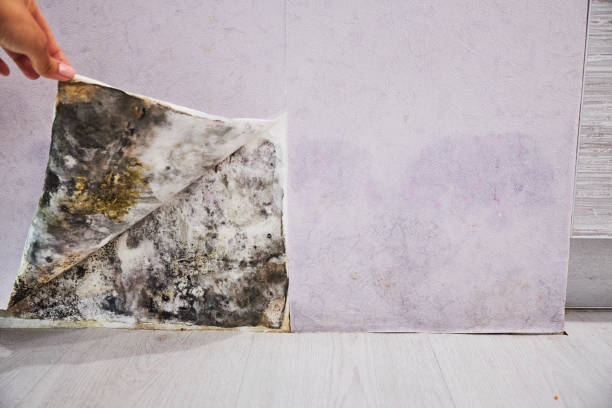 Otsego, MI Mold Removal Company